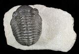 Pedinopariops Trilobite - Mrakib, Morocco #58442-3